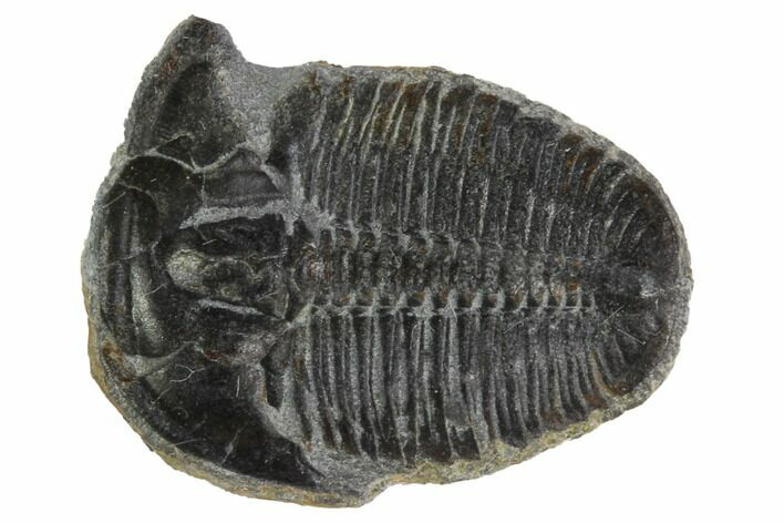 Elrathia Trilobite Fossil - Utah #96999